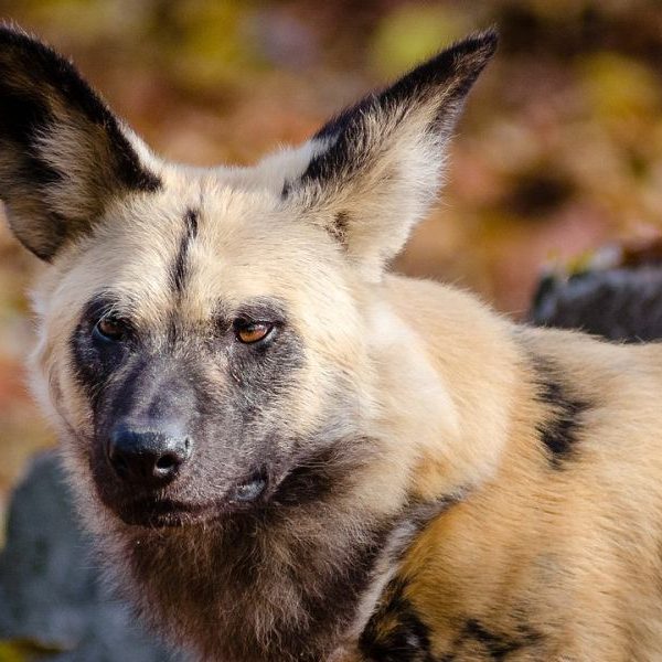african-wild-dog-1600x600