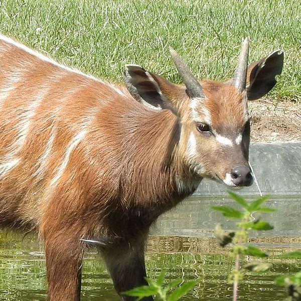 sitatunga-1600x600