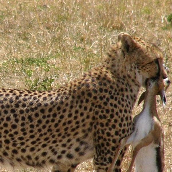 cheetah-1600x600