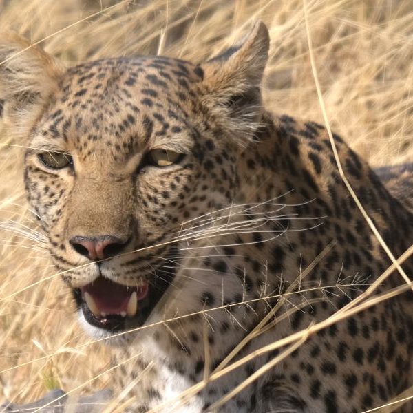 leopard2