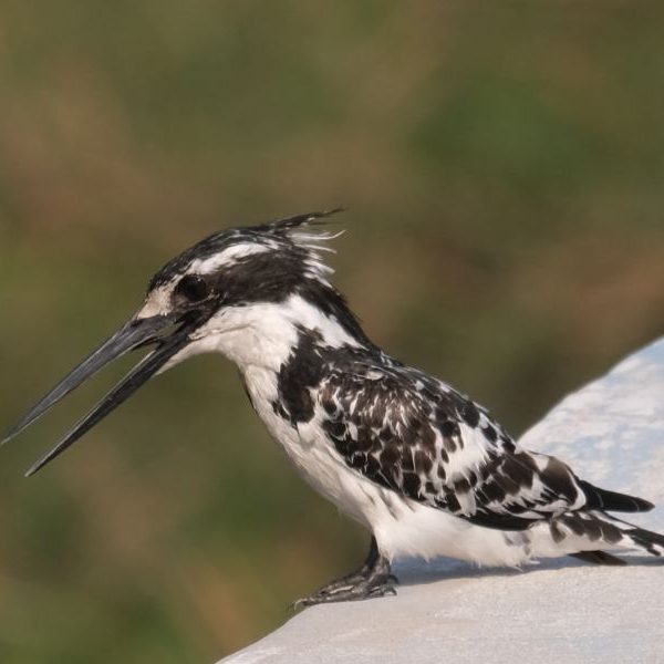 pied_kingfisher