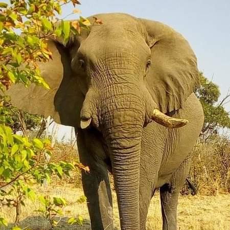 elephant-reduced-tusks